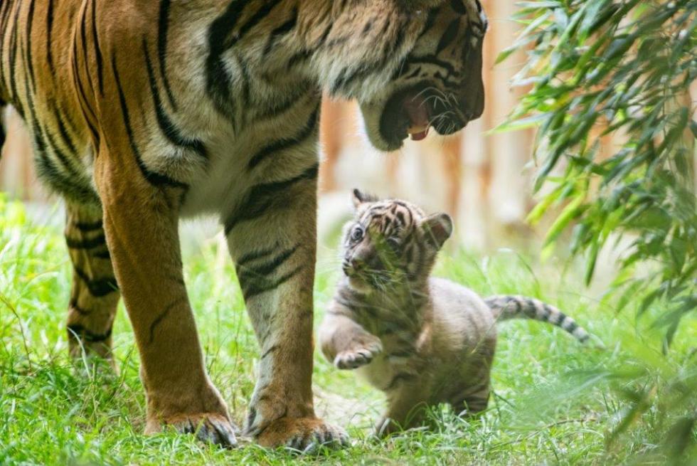 SENSACJA w Zoo Wrocaw - narodziny jednego z najrzadszych tygrysw na wiecie! 